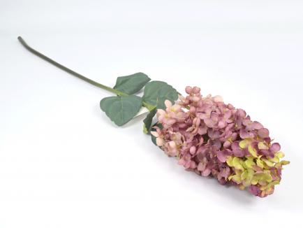 Šluotelinė hortenzija purple