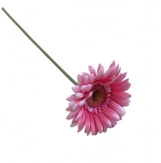 Gerbera