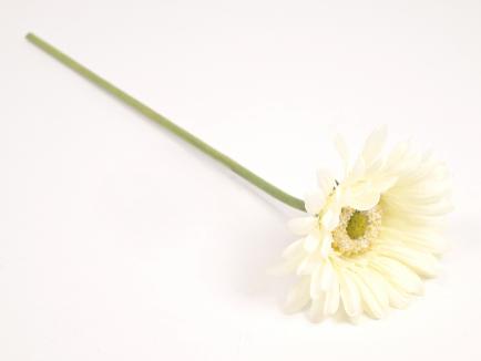 Gerbera