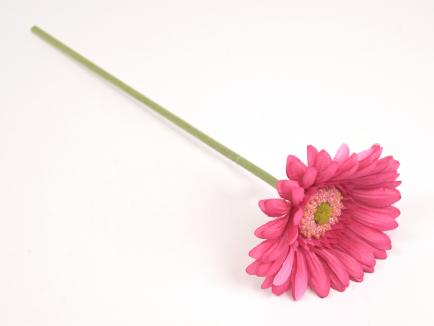 Gerbera