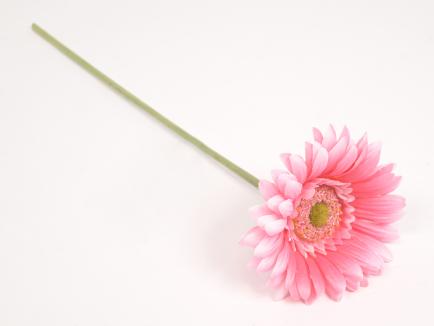 Gerbera