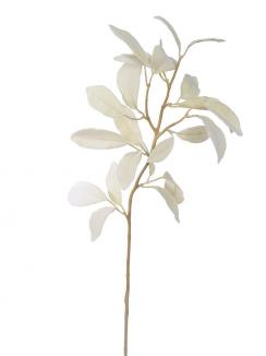 Magnolia Foliage